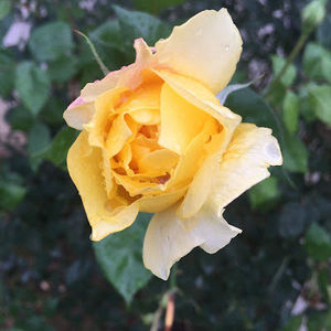 Meet your Posher, Adelina